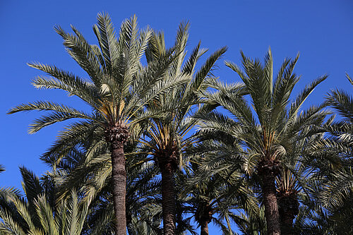 La palmera