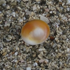 Part de davant d'un Ull de Santa Llúcia