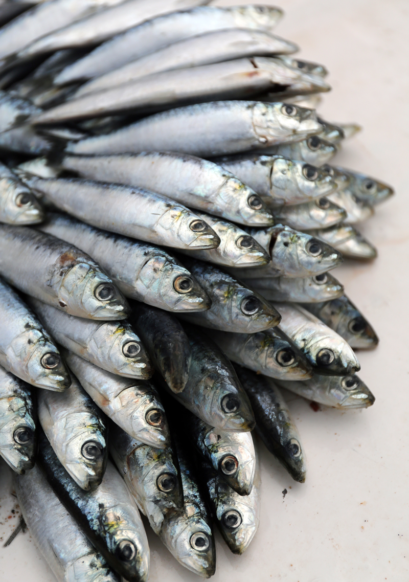 Sardines