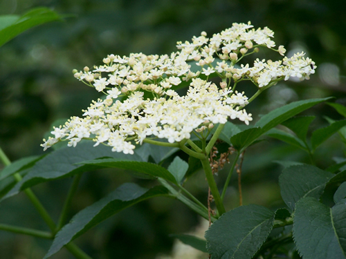 Flor de saüc