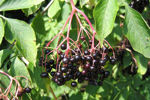 Fruits del saüc