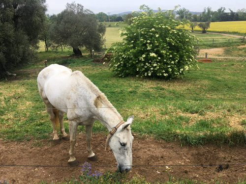Un cavall al costat d'un saüquer