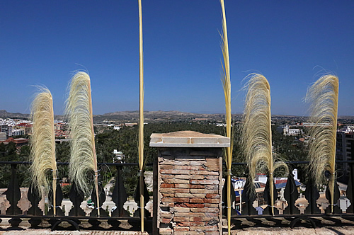 Palmes al campanar de Santa Maria d'Elx, amb el palmerar de fons