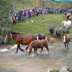 Els cavalls arribant a pastures més baixes