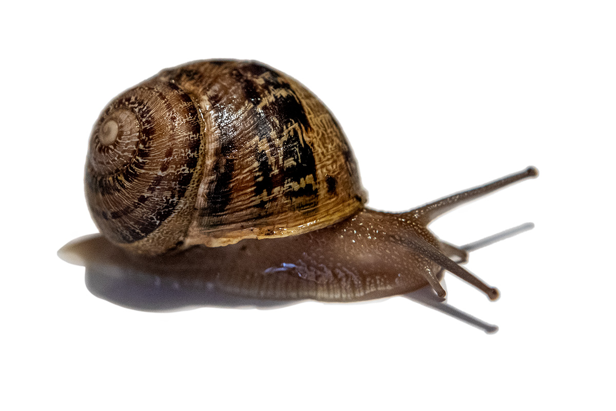 Cargol