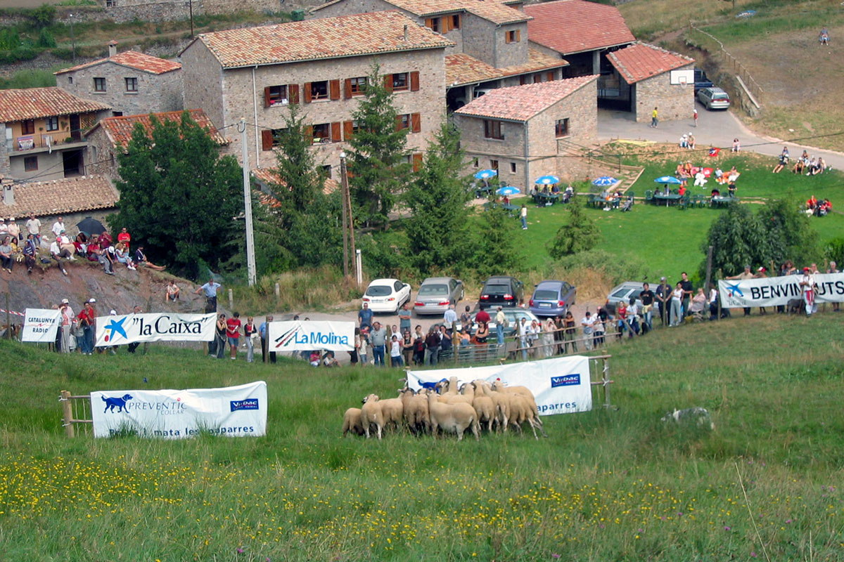 Ovelles en plena exhibició