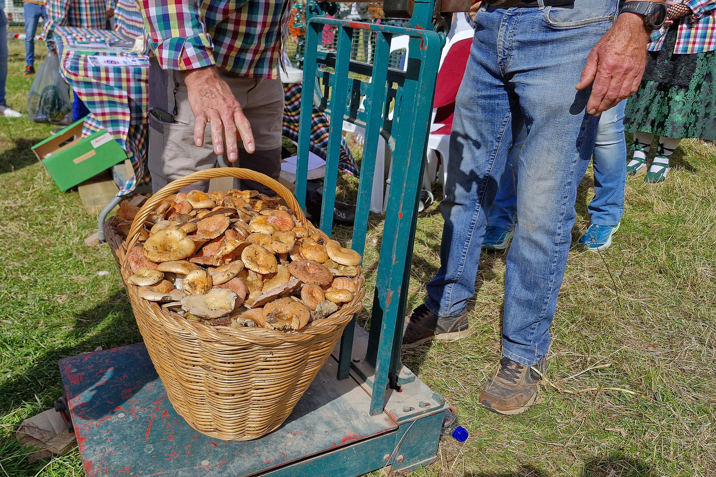 Festa del bolet de Berga