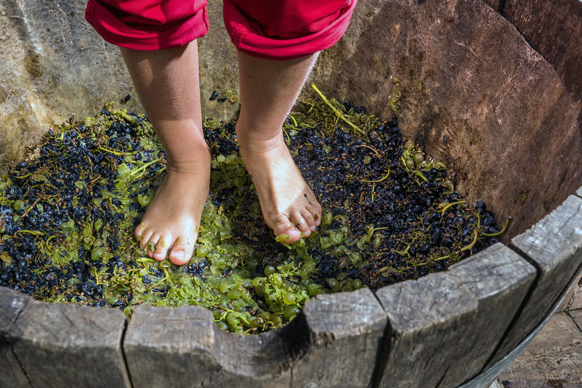 Trepitjant raïm. Foto: Oscar Rodbag