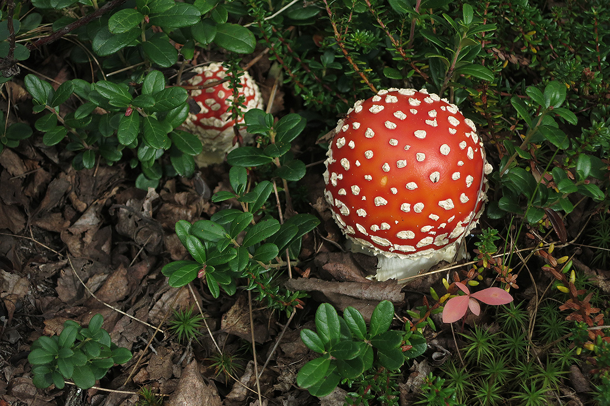 L'amanita muscaria, bolet màgic