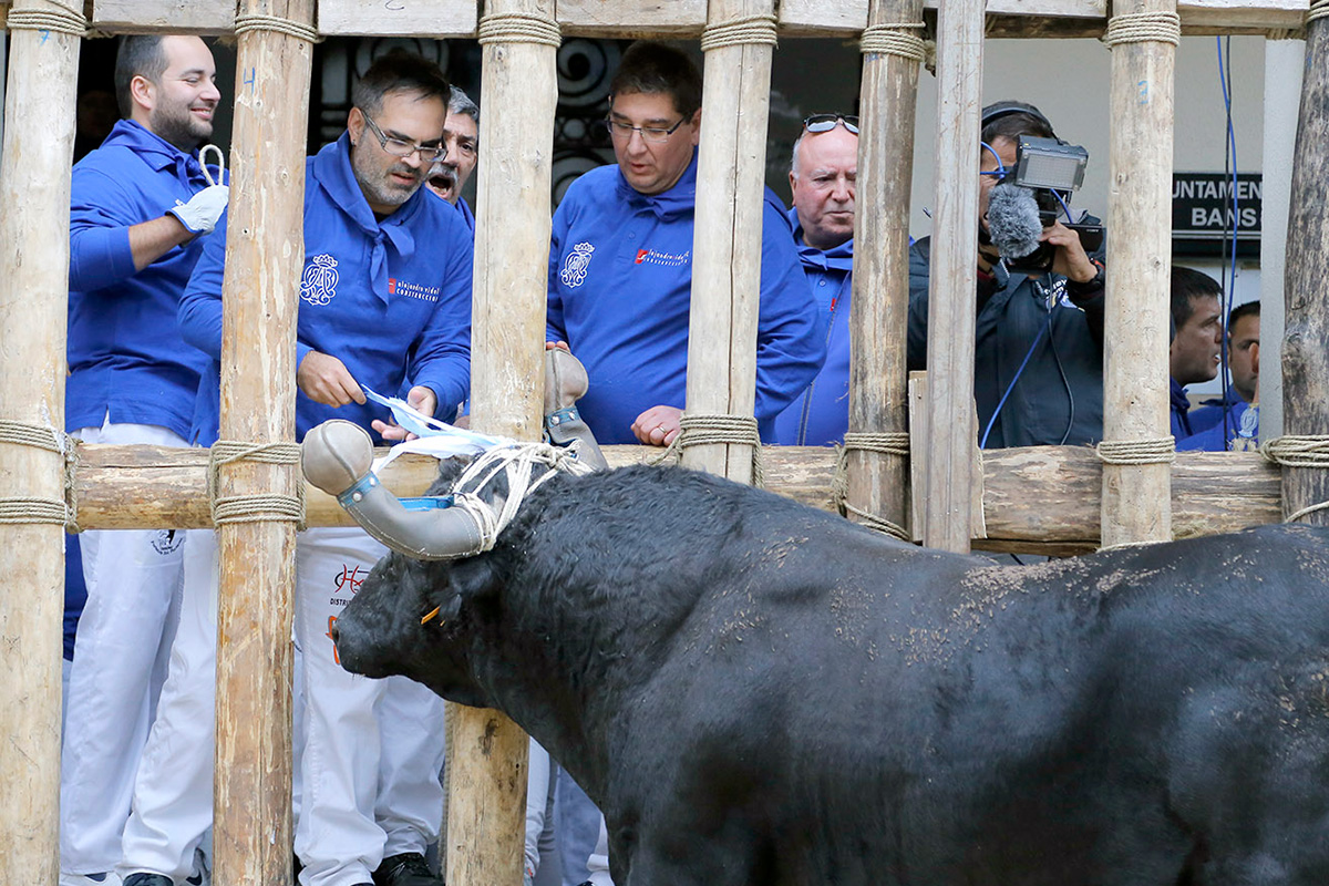 Embolament del bou de la Puríssima
