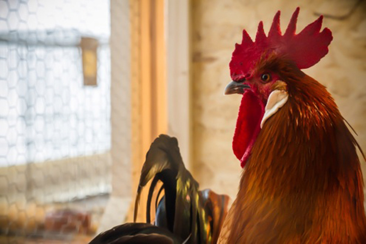 Exposició d'aviram viu