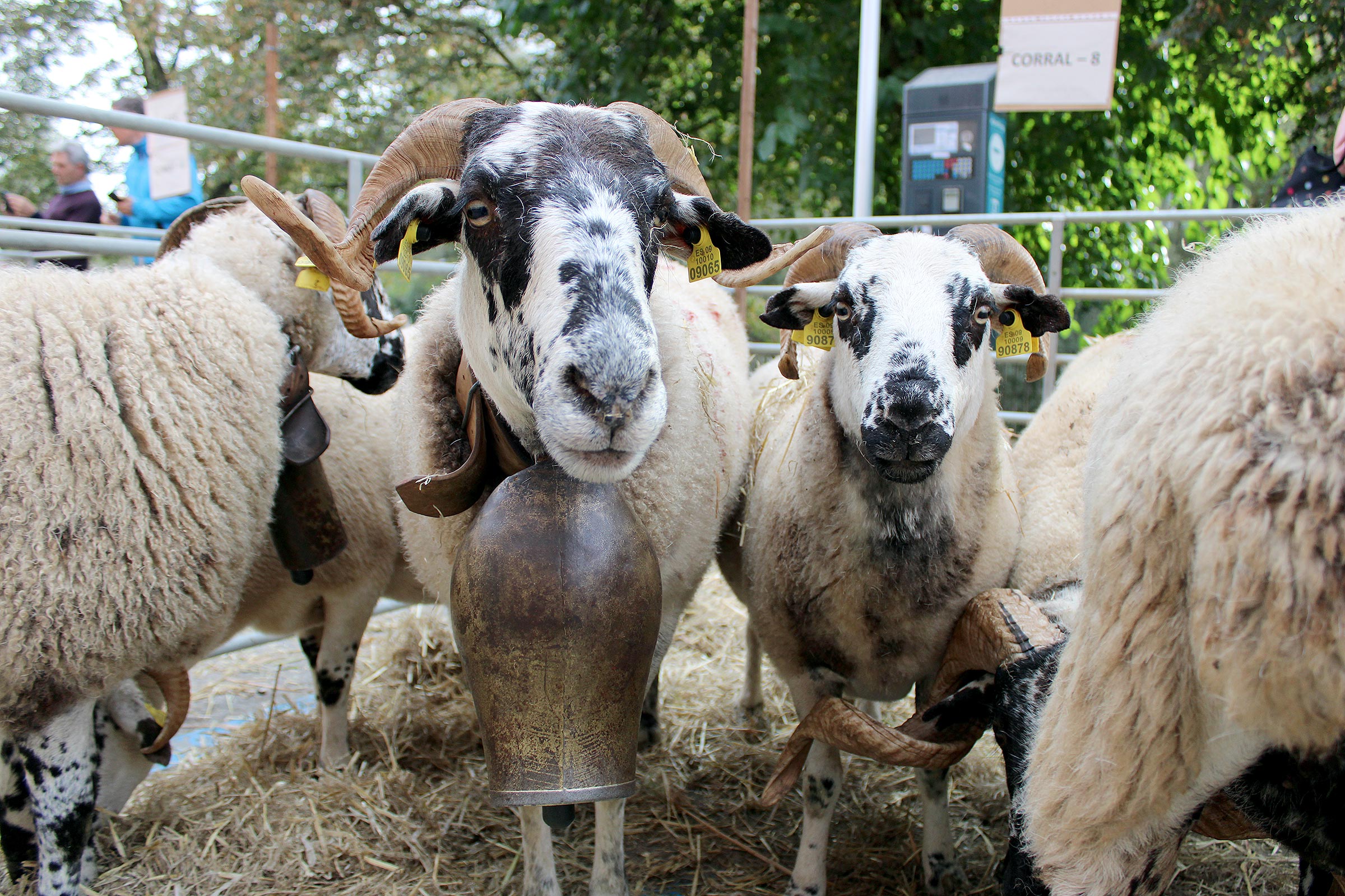 Fira de Santa Teresa i fira catalana de l'ovella