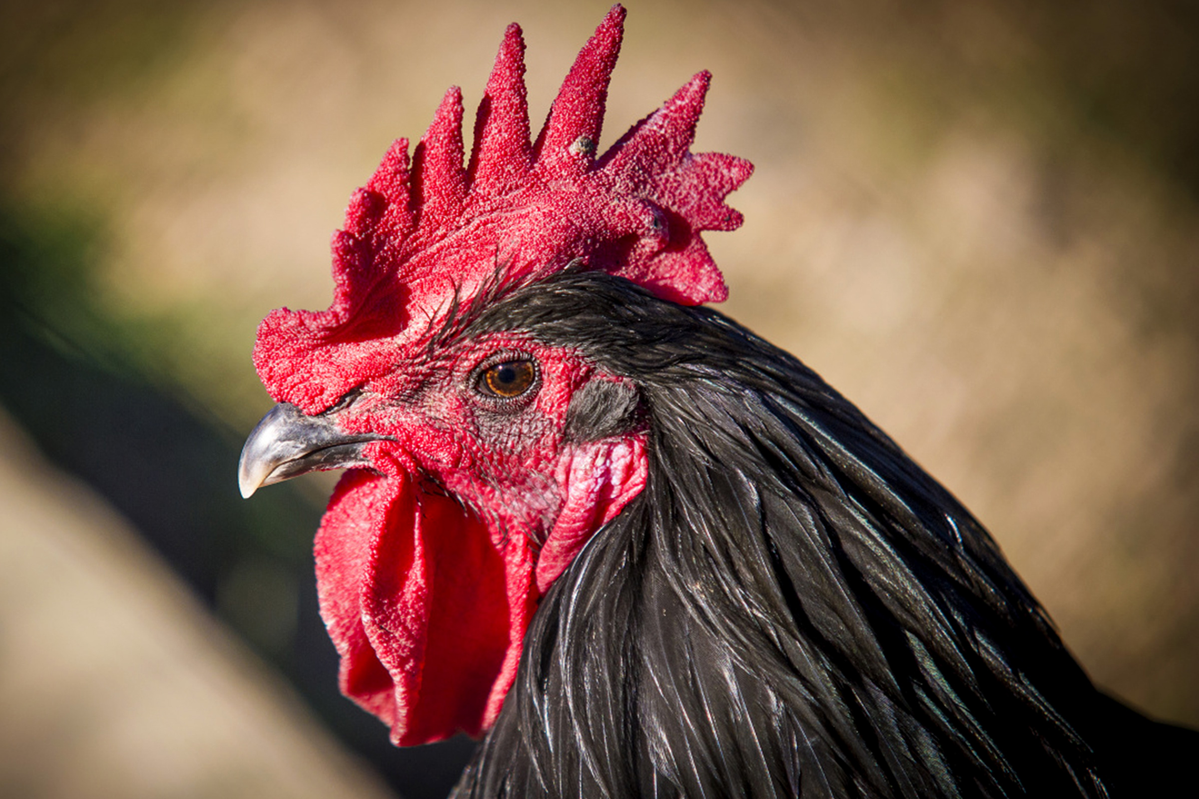 Fira del gall de Vilafranca del Penedès