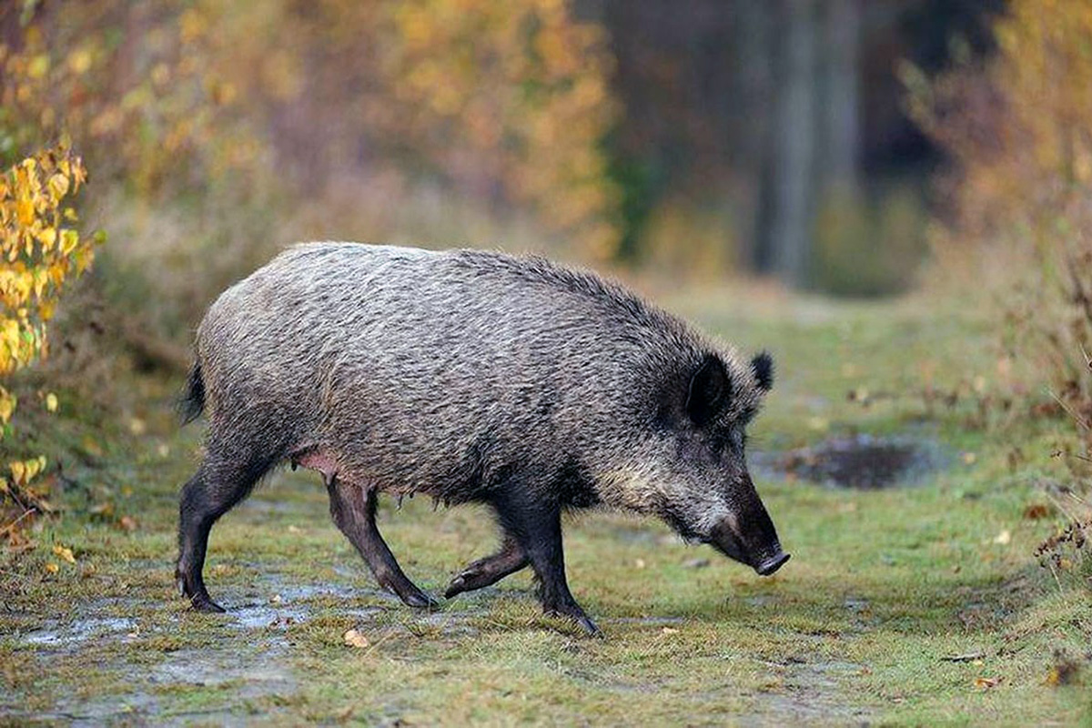 El senglar, protagonista