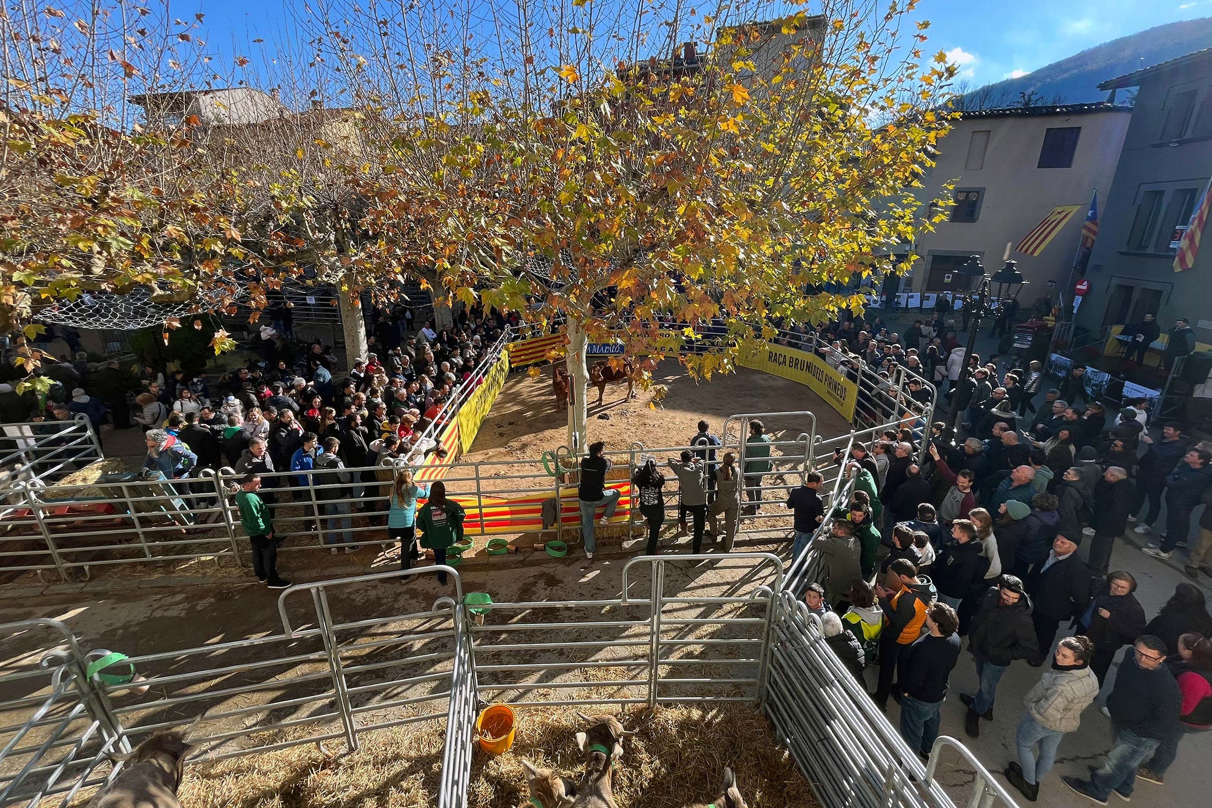 Fira de Santa Llúcia a Sant Feliu de Pallerols