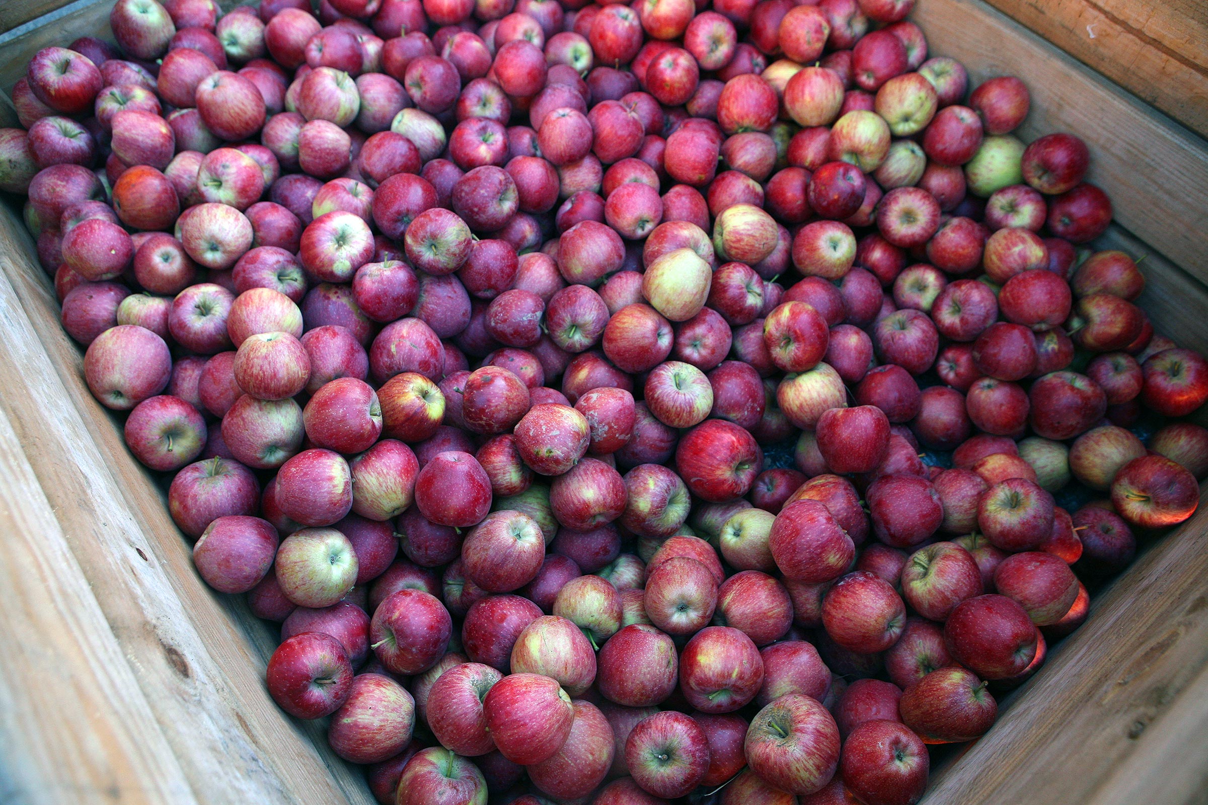 Fira de la Poma de l'Armentera