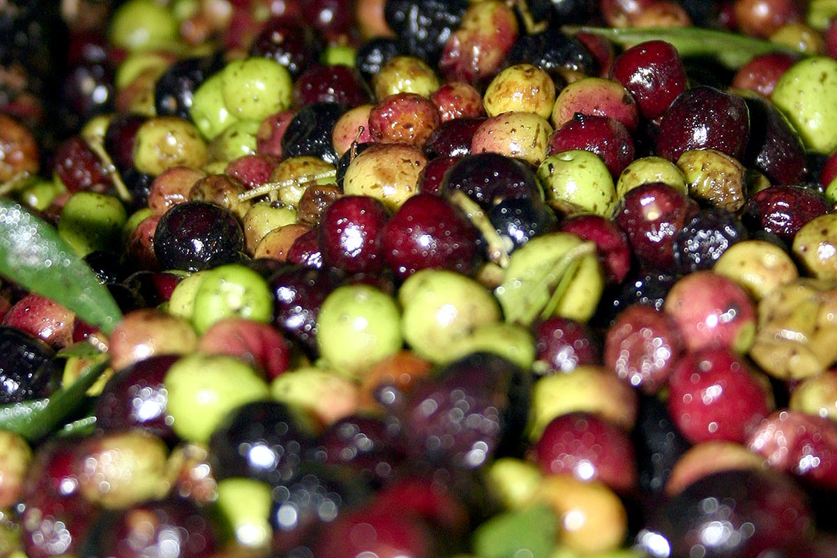 L'oliva arbequina, una de les estrelles de la festa