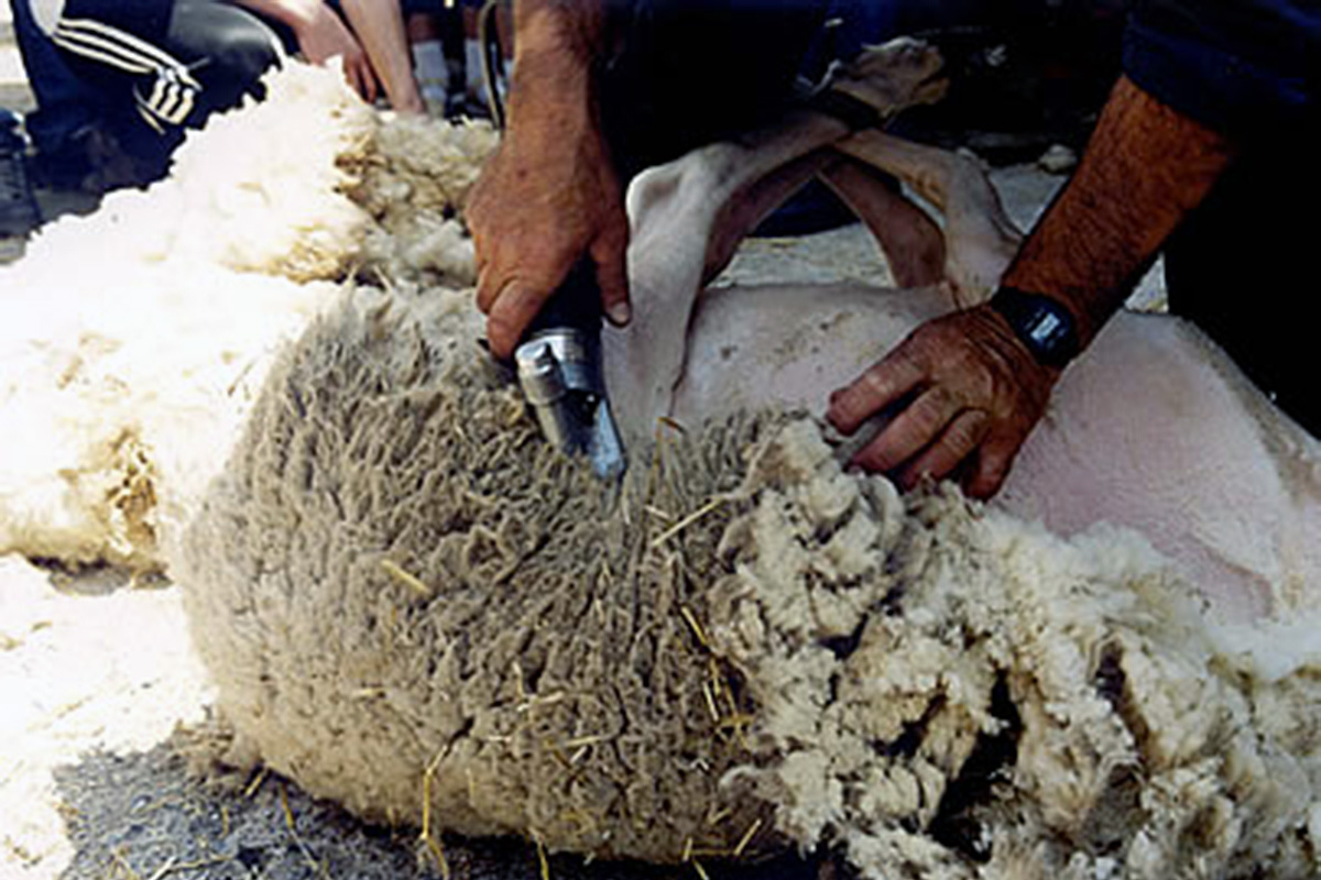 Esquilada d'una ovella