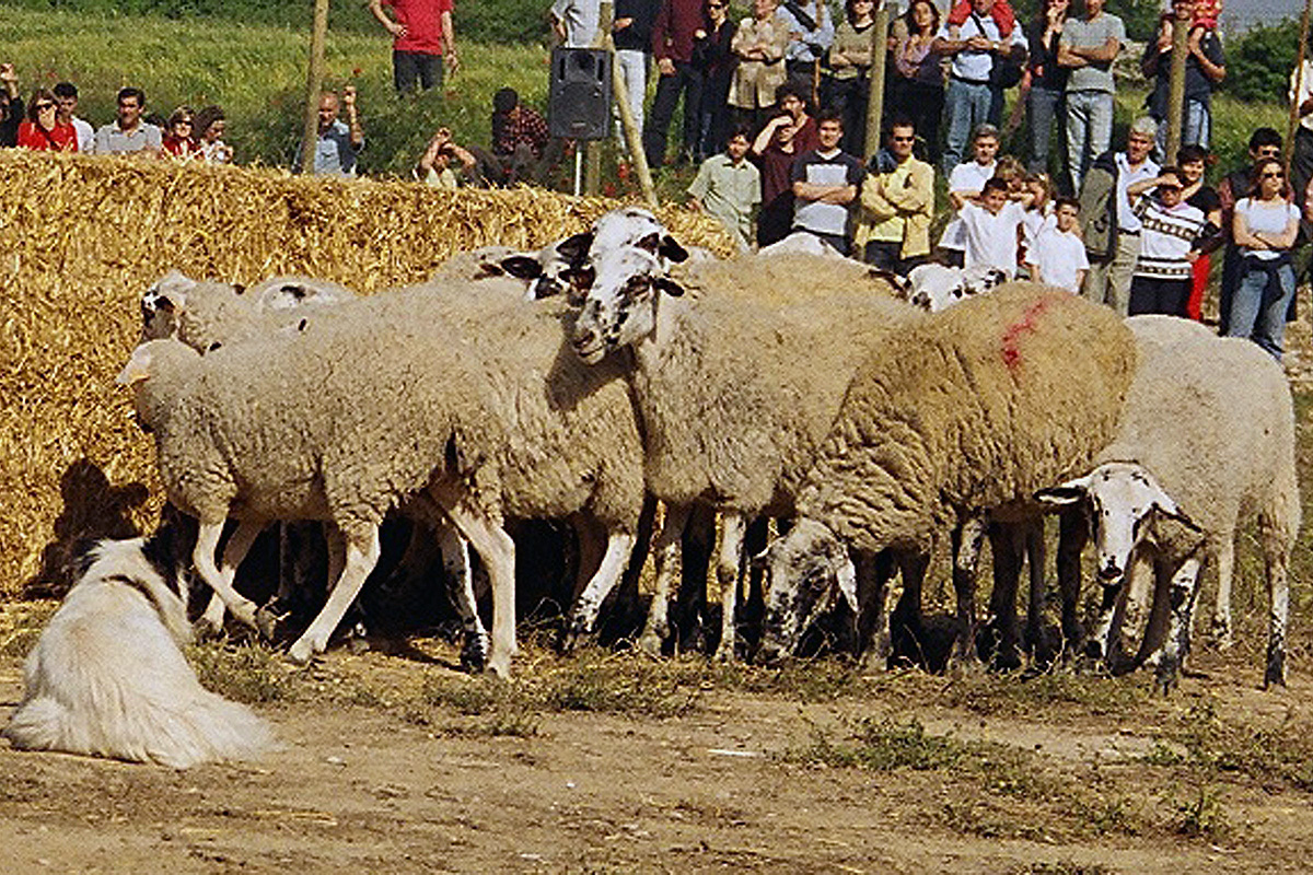 Concurs de gossos d'atura