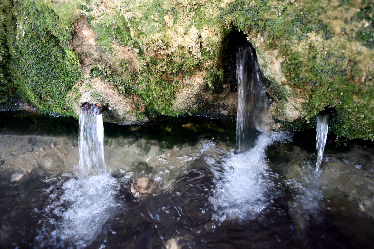 Aspecte actual dels brolladors (carotes)