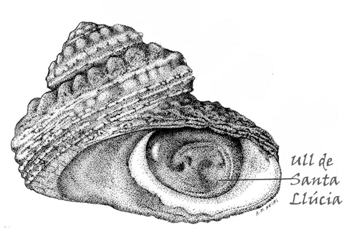 Cargol de mar i el seu ull de Santa Llúcia