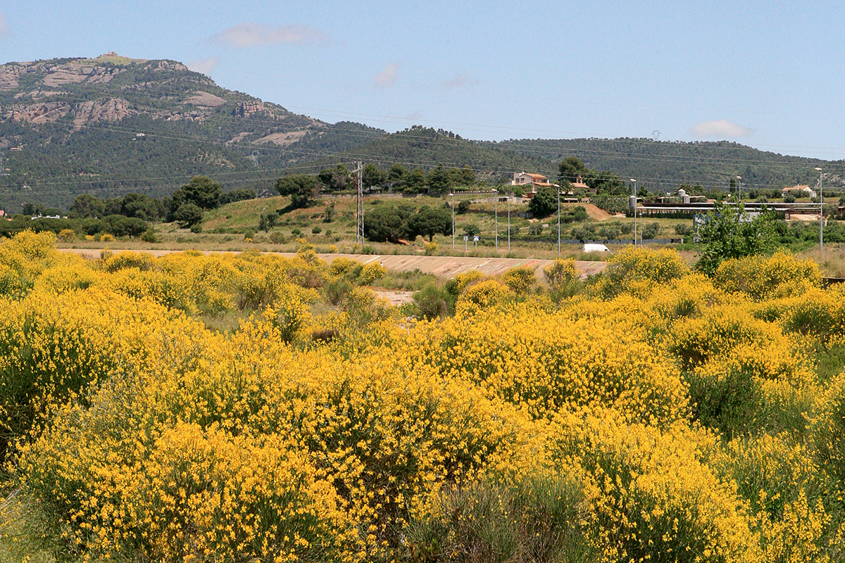 Riera plena de ginesta al Vallès