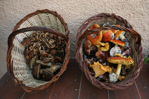 Cistell de bolets