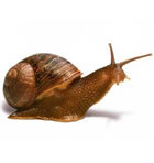 Cargol