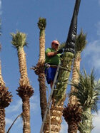 Posant la caputxa a la palmera (Foto: Serrano Valero)