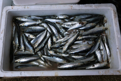 Caixa de sardines