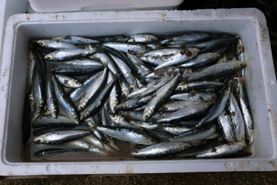 Caixa de sardines