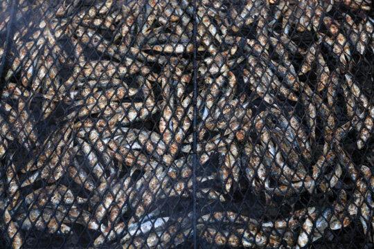Sardines a la graella