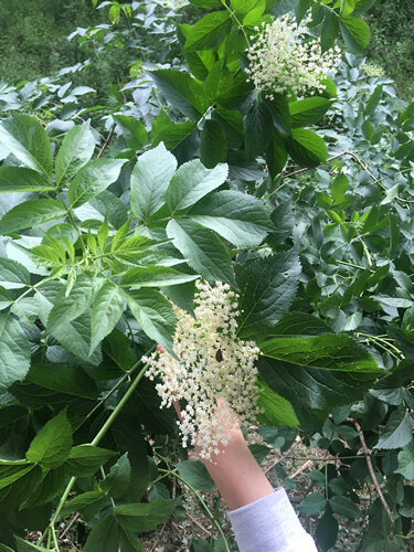 Collint flors de saüc