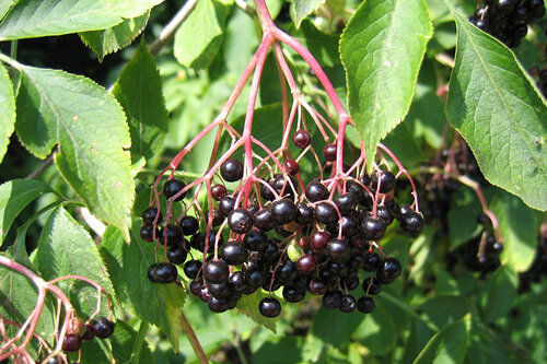 Fruits del saüc