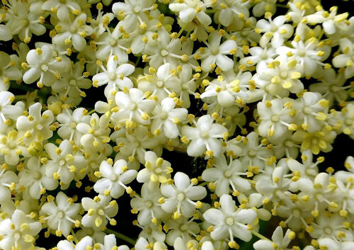 Detall de les floretes de saüc