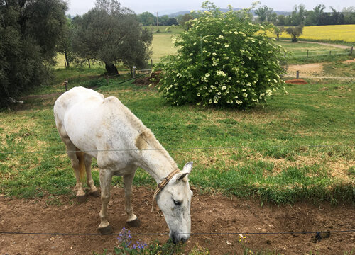Un cavall al costat d'un saüquer