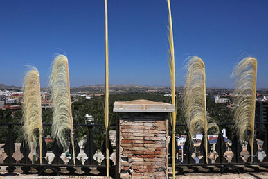 Palmes al campanar de Santa Maria d'Elx, amb el palmerar de fons