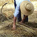 Recollint la palla