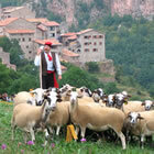 El pastor amb el ramat d'ovelles