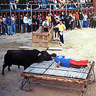 Bous a plaça