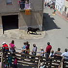 Bous al carrer a Alcanar