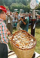 Pesant els bolets recollits