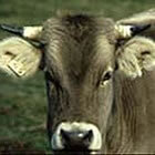 La vaca bruna del Pirineu