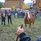 Tractants de cavalls