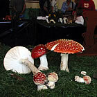 L'amanita muscaria, bolet màgic