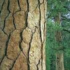 Un homenatge al bosc