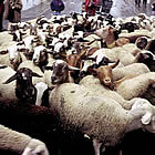 Ramats de bèns