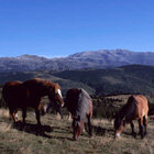 Els mulats pasturant a la muntanya