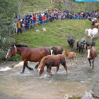 Els cavalls arribant a pastures més baixes