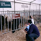 La mostra de bestiar